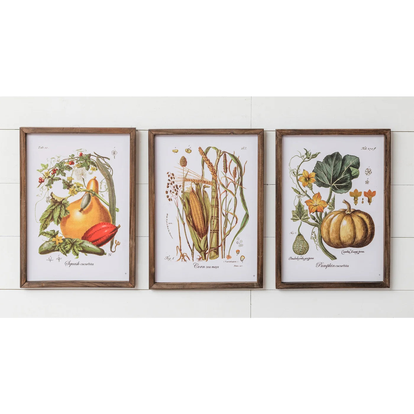 Audrey's Framed Print - Fall Squash