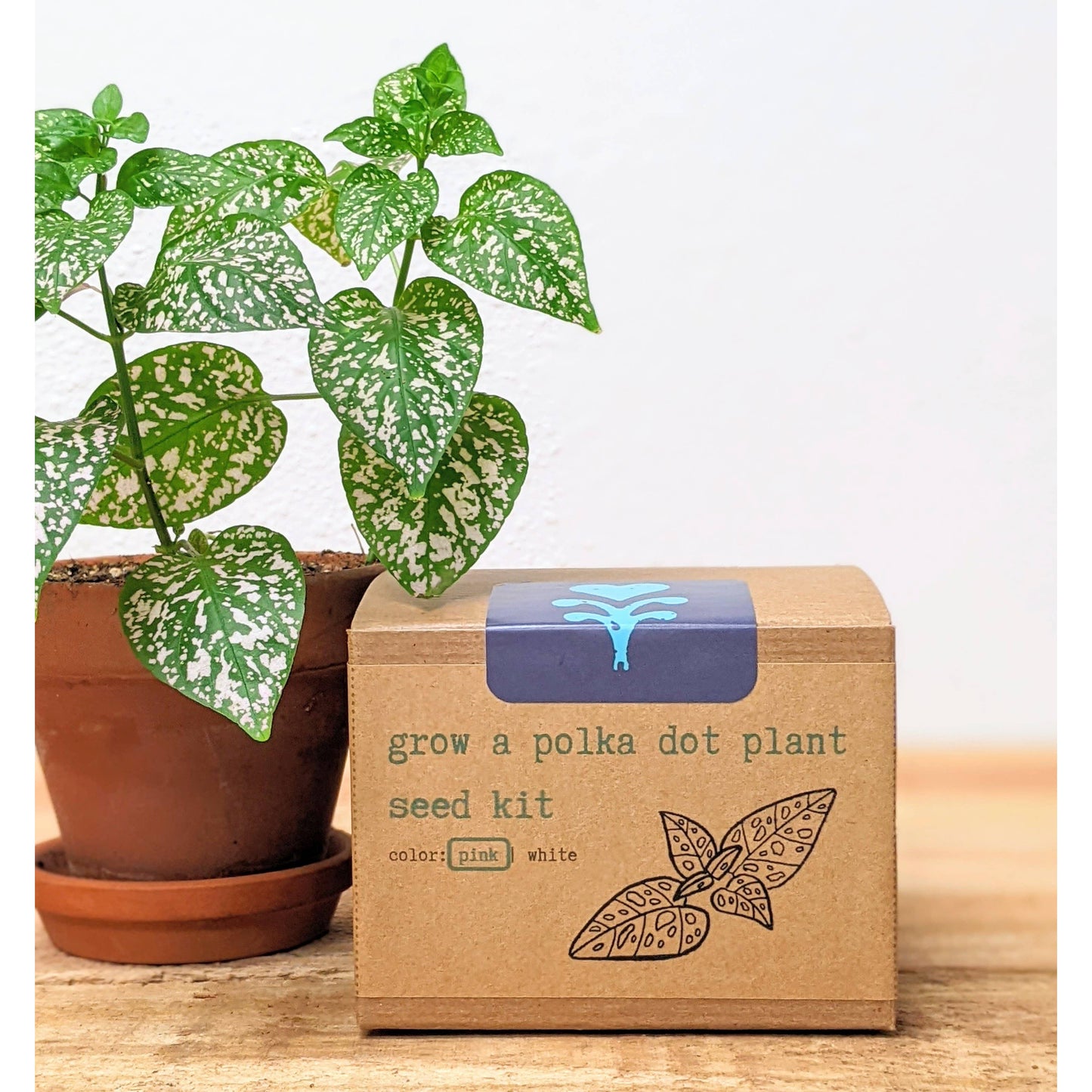 Plantflix - Grow a Polka Dot Plant Seed Kit