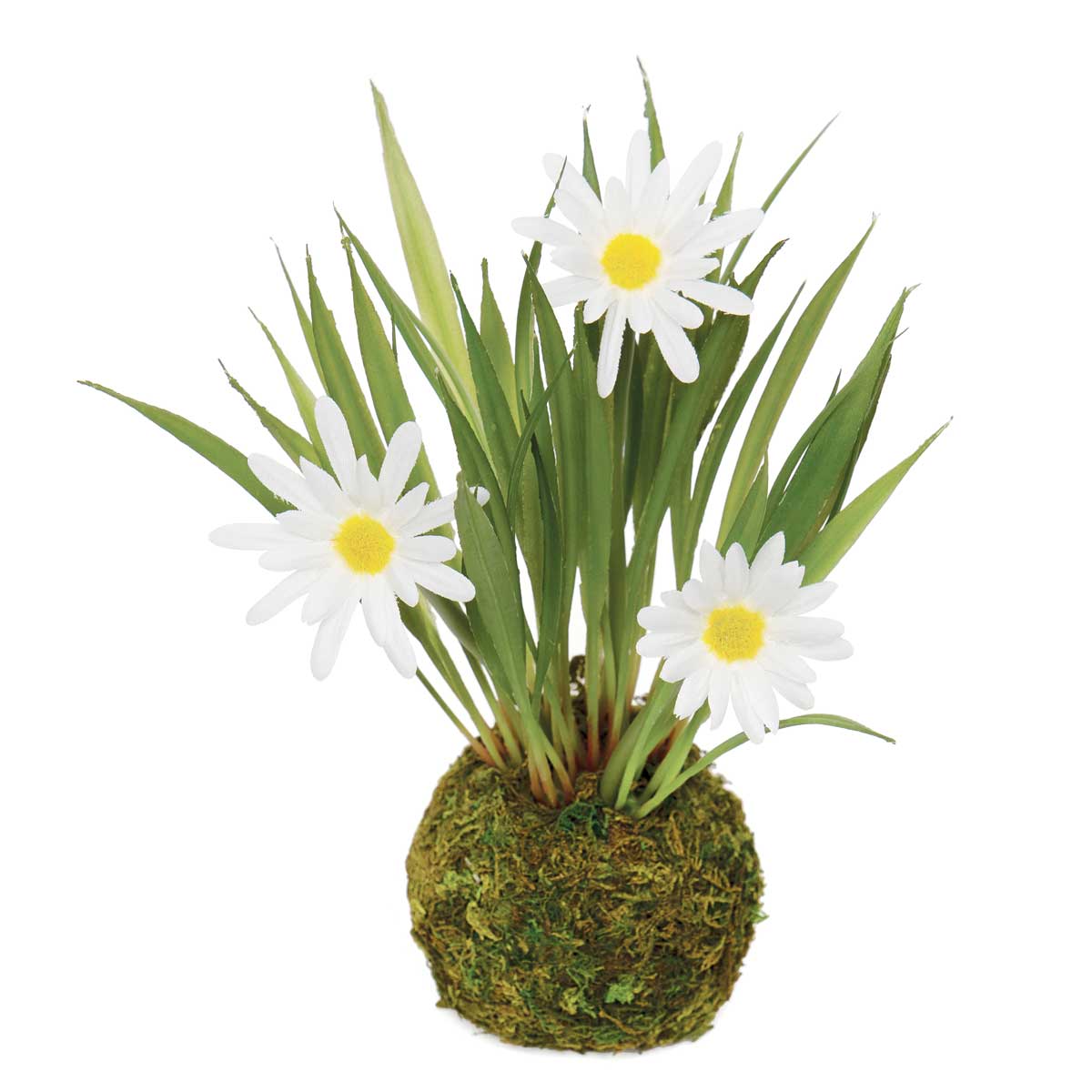 MINI DAISY WITH FAUX DIRT/MOSS