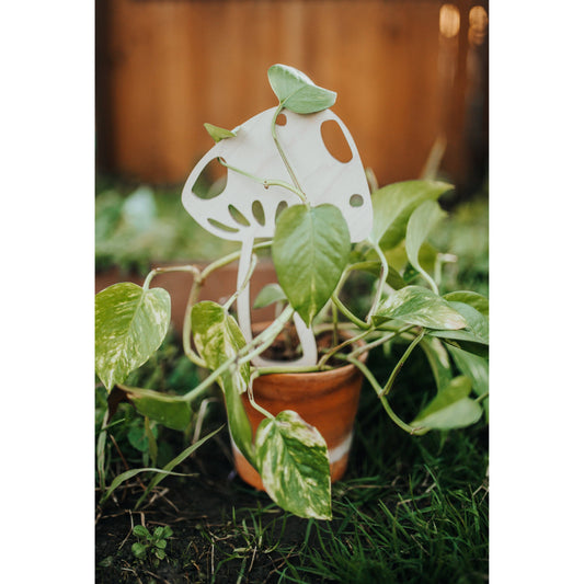 Mushroom Plant Trellis