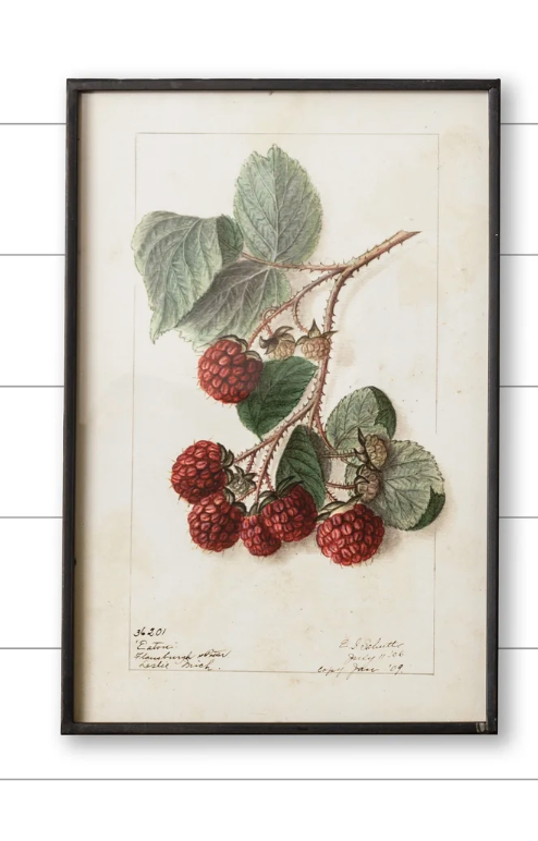 Audrey's Framed Print - Raspberries
