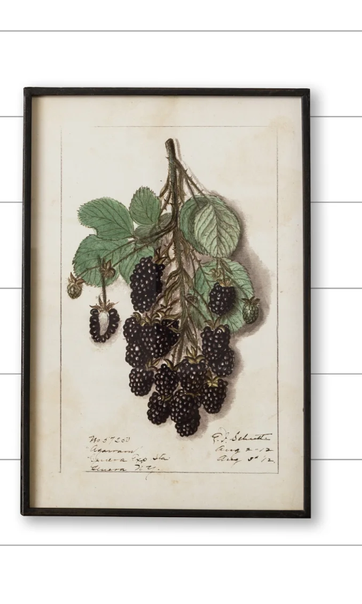 Audrey's Framed Print - Blackberries